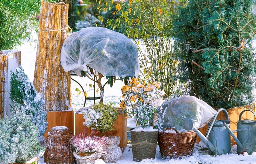 Kuebelpflanzen im winter